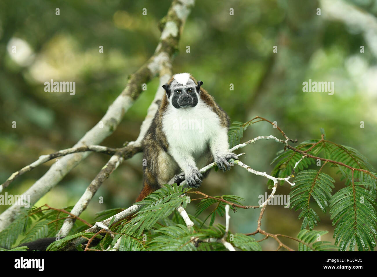 Geoffroys Tamarin (Sanguinus geoffroyi) adult sitting on branch, Soberania National Park, Panama, October Stock Photo