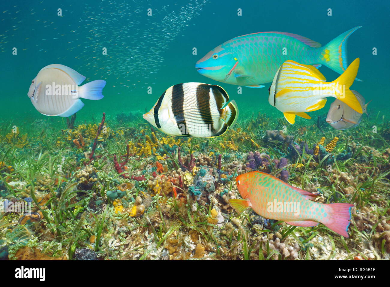 Underwater colorful tropical fish and seabed, Caribbean sea Stock Photo