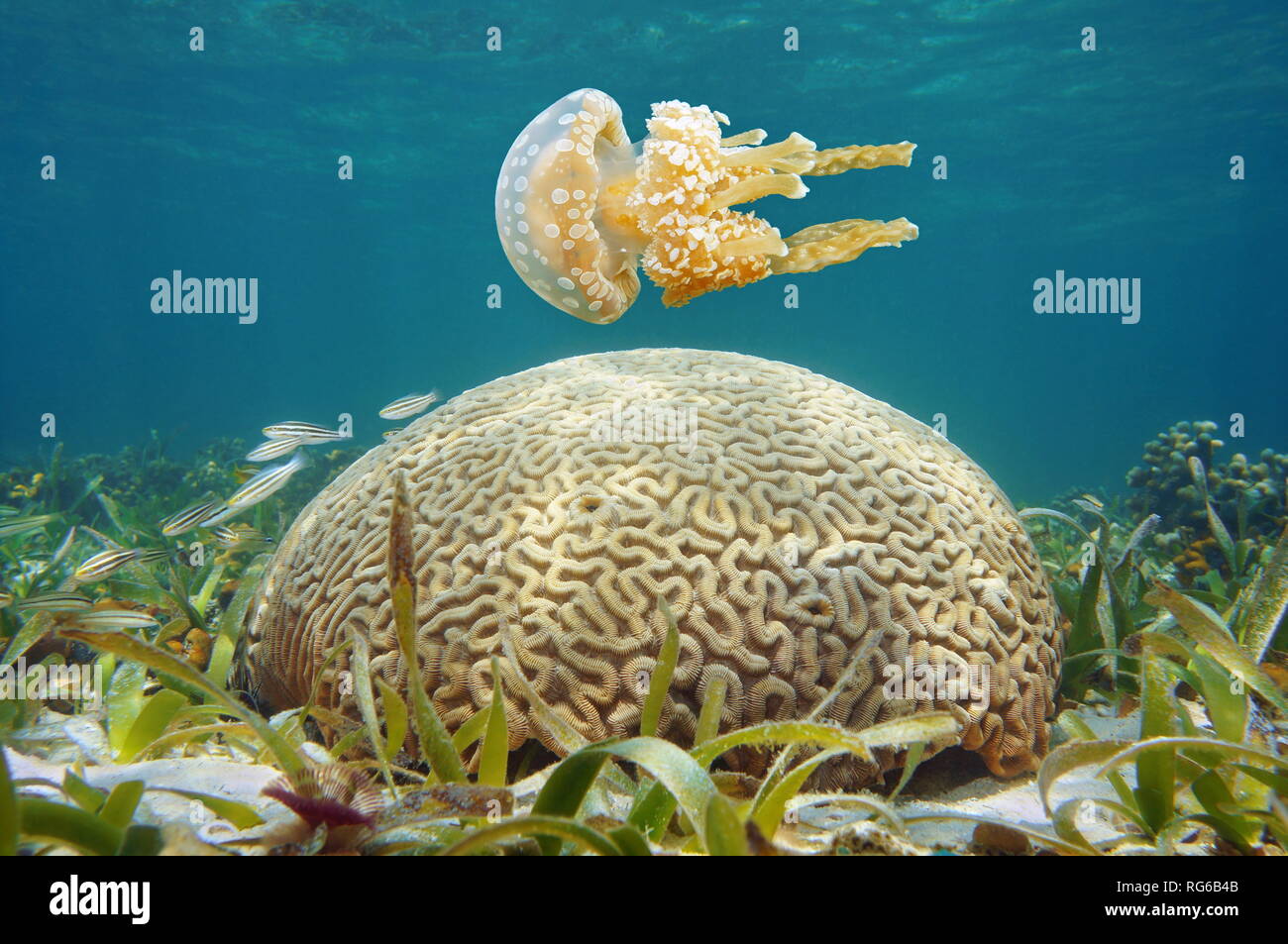 Underwater spotted jellyfish and brain coral in the Caribbean sea Stock Photo