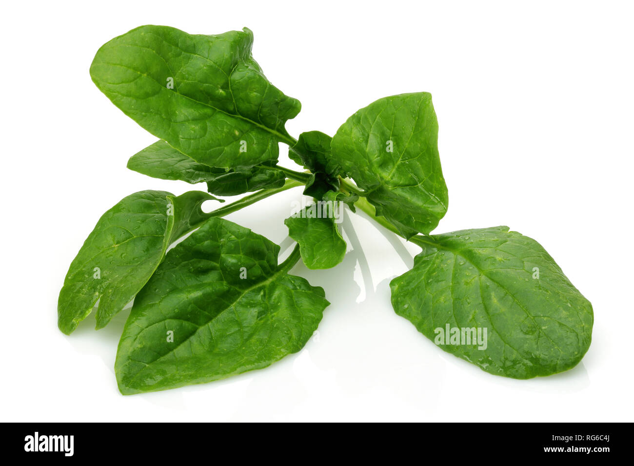 Fresh spinach isolated on white background Stock Photo - Alamy