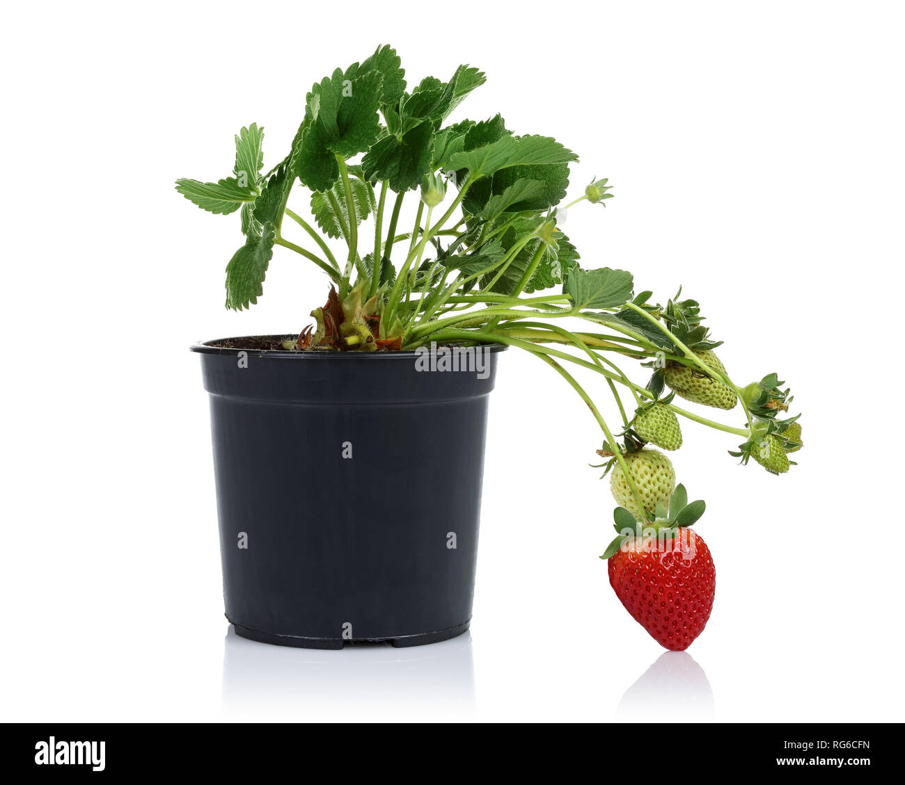 Strawberry plant with fruits in pot isolated on white background Stock Photo
