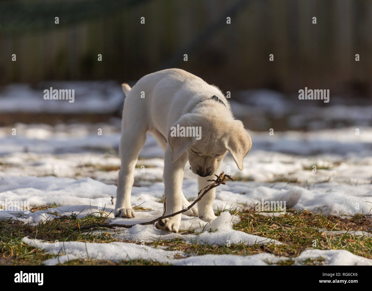 How Long Do 9 Week Old Puppies Sleep