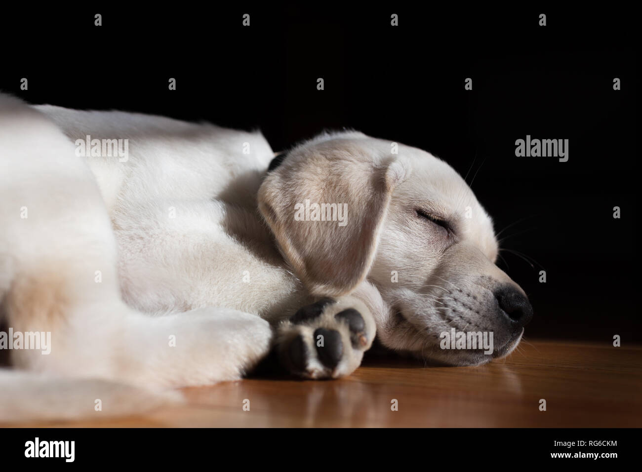 Adorable 9-week old yellow labrador puppy sleeping peacefully on a hardwood floor. The sun filters in through a window onto the sweet puppy's face. Stock Photo