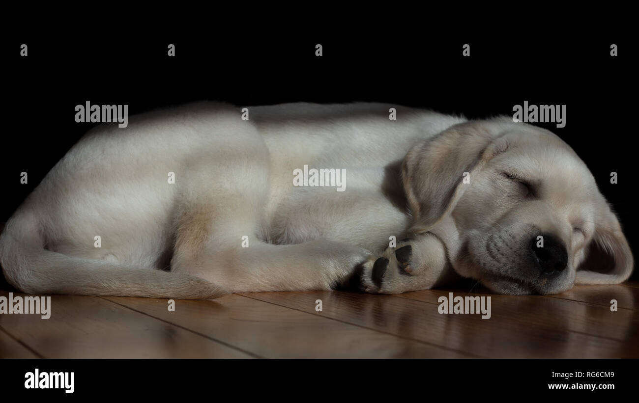 how long should 9 week puppy sleep