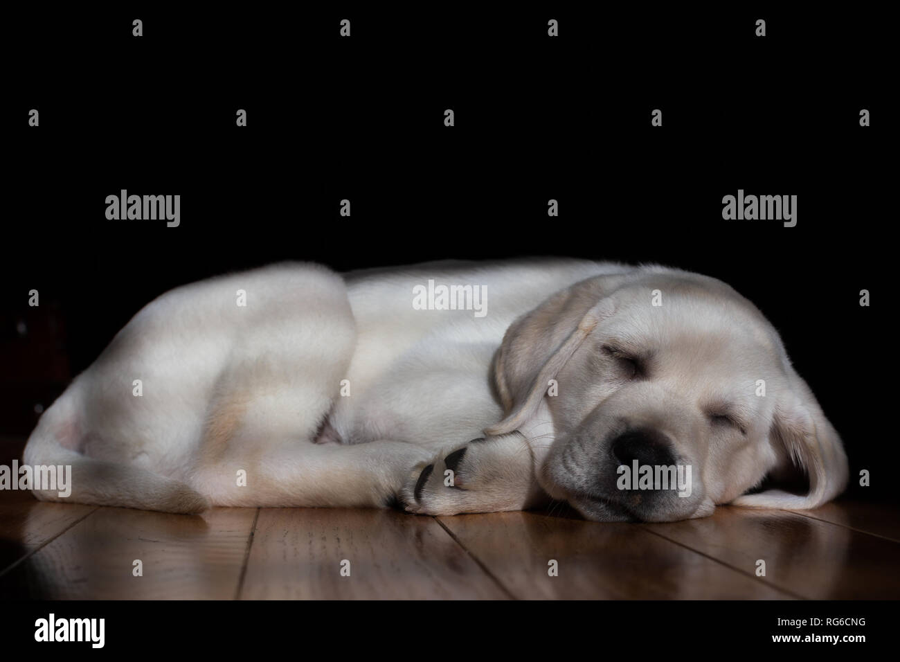 Adorable 9-week old yellow labrador puppy sleeping peacefully on a hardwood floor. The sun filters in through a window onto the sweet puppy's face. Stock Photo