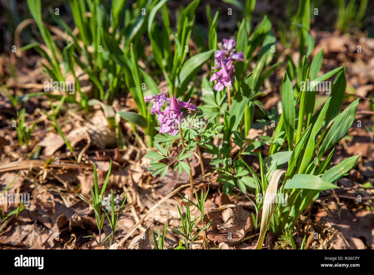 Close up view of purple wild flowers of Corydalis in spring forest. Natural spring background - Corydalis solida (fumewort) flowers at spring time. Stock Photo