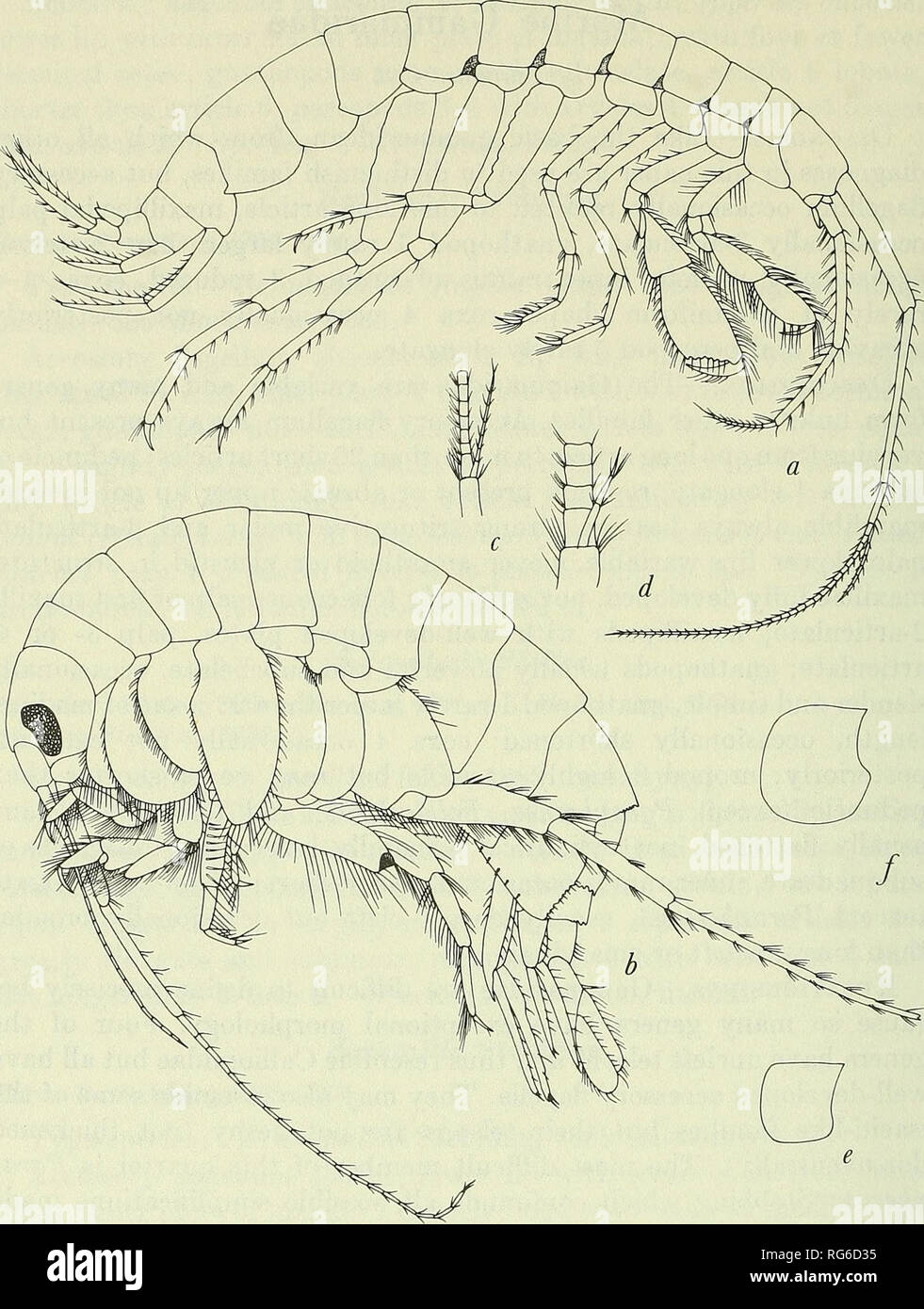 . Bulletin - United States National Museum. Science. 232 U.S. NATIONAL MUSEUM BULLETIN 271. Figure 94.—Gammaridae: a, Maera loveni (Bruzelius) (Sars, 1895, pi. 182); b, Megaluropus Uongimerus Schellenberg (J. L. Barnard, 1962b). Accessory flagella: c, Marinogam- niarus marinus (Leach) (Sars, 1895, pi. 175); d, Elasmopus rapax Costa (Sars, 1895, pi. 183). Coxa 4: e, Maera othonis (Milne Edwards) (Sars, 1895, pi. 182);/, Gammarellus komari (Fabricius) (Sars, 1895, pi. 172).. Please note that these images are extracted from scanned page images that may have been digitally enhanced for readability Stock Photo