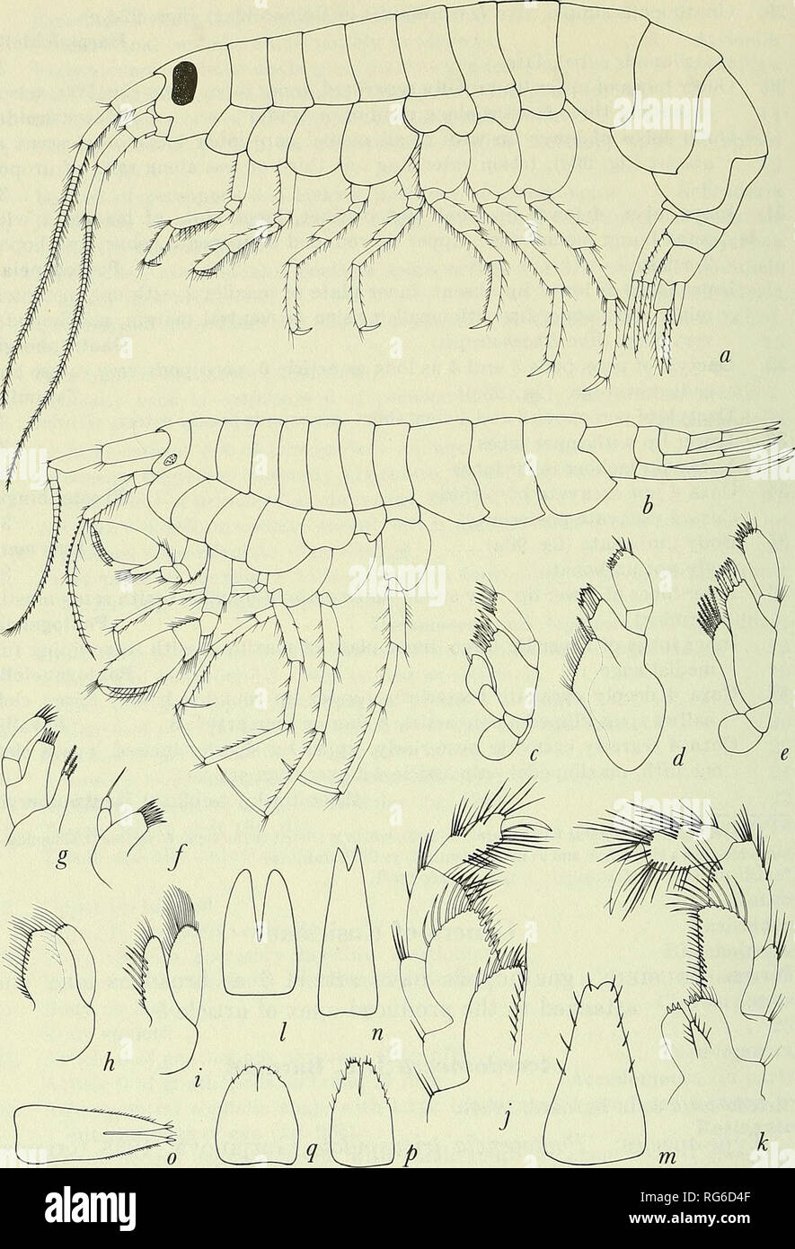 . Bulletin - United States National Museum. Science. 220 U.S. NATIONAL MUSEUM BULLETIN 271. Figure 9L—^Eusiridae: a, Pontogeneia inermis (Krj^yer) (Sars, 1895, pi. 159); b, Cleonardo appendiculatus (Sars, 1885). Maxilla 1: c, Eusirus propinquus Sars (Sars, 1895, pi. 147); d, Eurymera monticulosa Pfeffer (Chevreux, 1906c); e, Pontogeneia; /, Eusirella elegans Chevreux (1908b); g, Pseudomoera gahrieli (Sayce, 1901). Maxilla 2: h, Eusirus; i, Pontogeneia. Maxillipeds:  ;', Pontogeneia; k, Eusirus. Telson: 1, Pontogeneia; m, Ponto- geneoides abyssi Nicholls (1938); n, Eusirus minutus Sars (1895, p Stock Photo