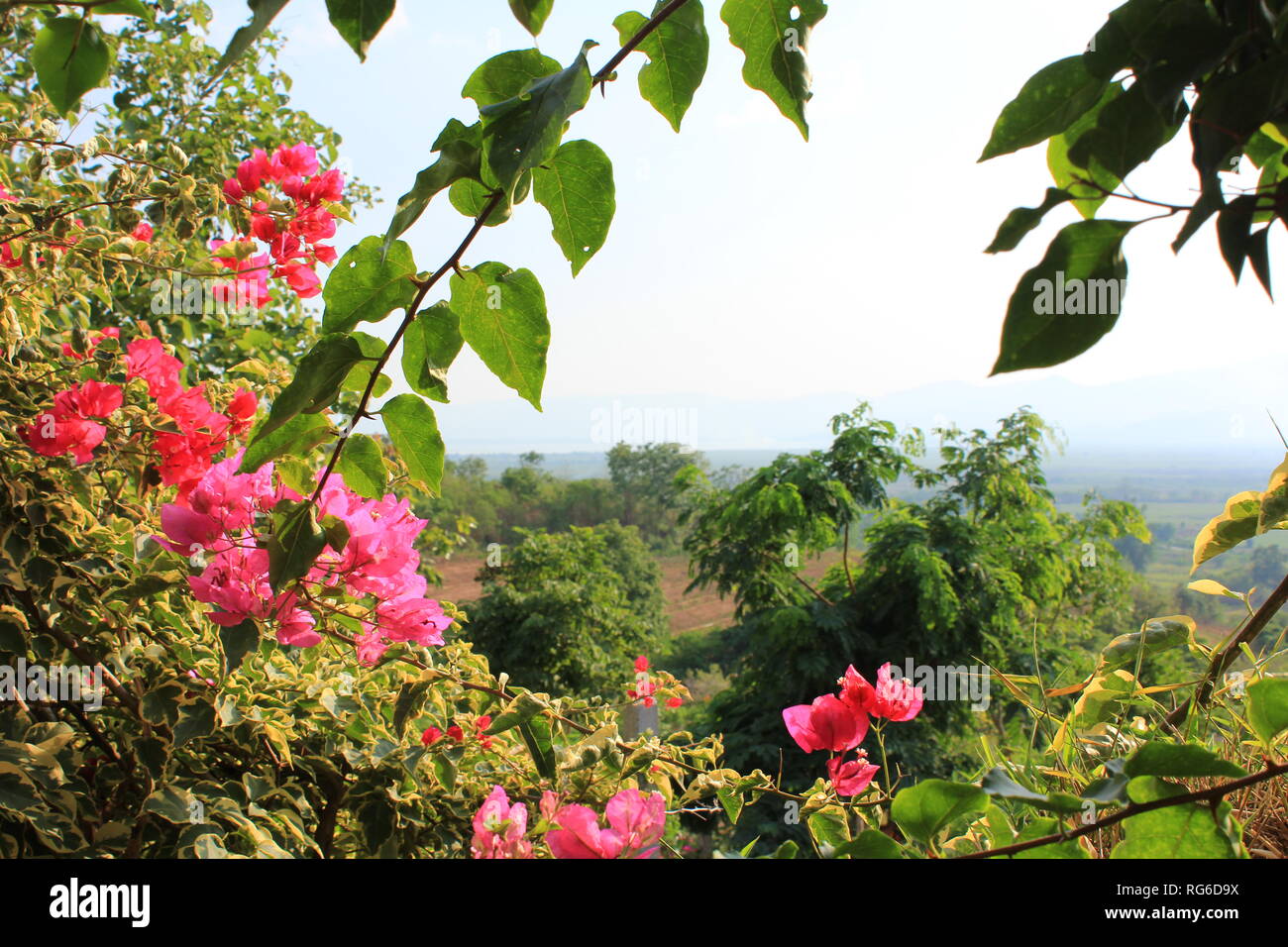 Pinke bouganvilla auf einem Weinberg am Inle Lake in Myanmar Stock Photo