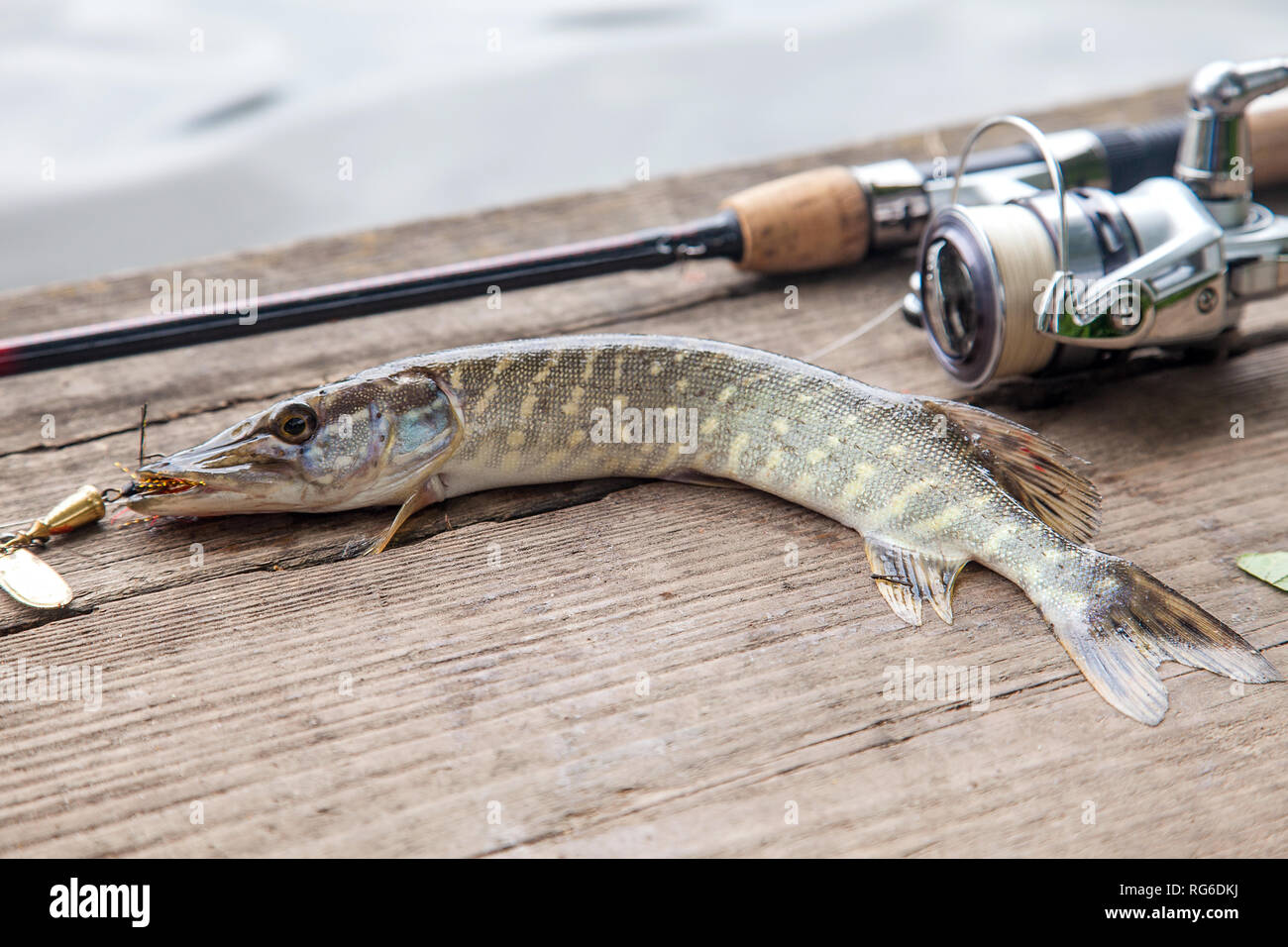 Freshwater Northern pike fish know as Esox Lucius with lure in mouth and fishing  rod with reel lying on vintage wooden background. Fishing concept, go Stock  Photo - Alamy