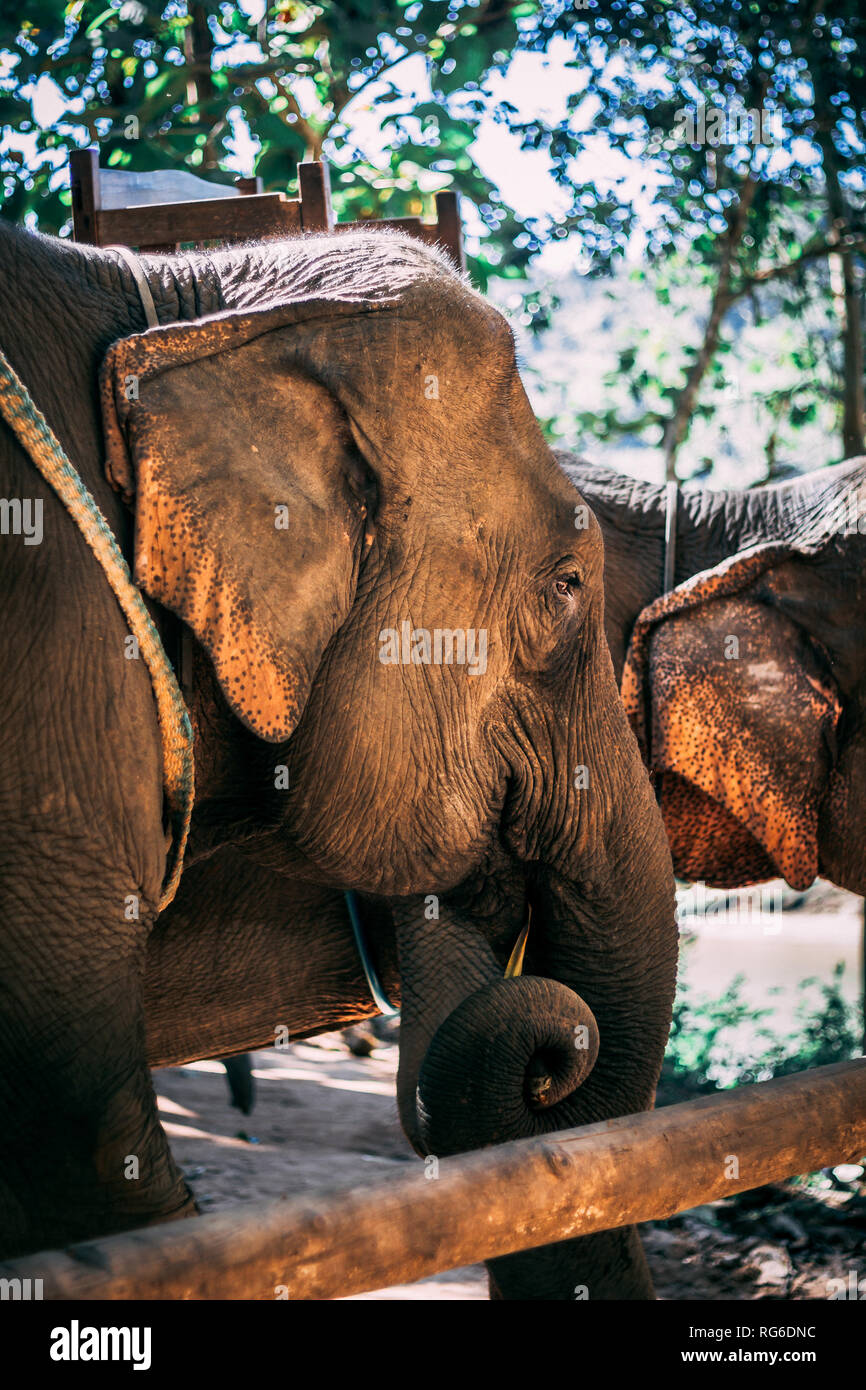 Fenced Elephant in the Jungle near of Luang Prabang, Laos.  Stock Photo