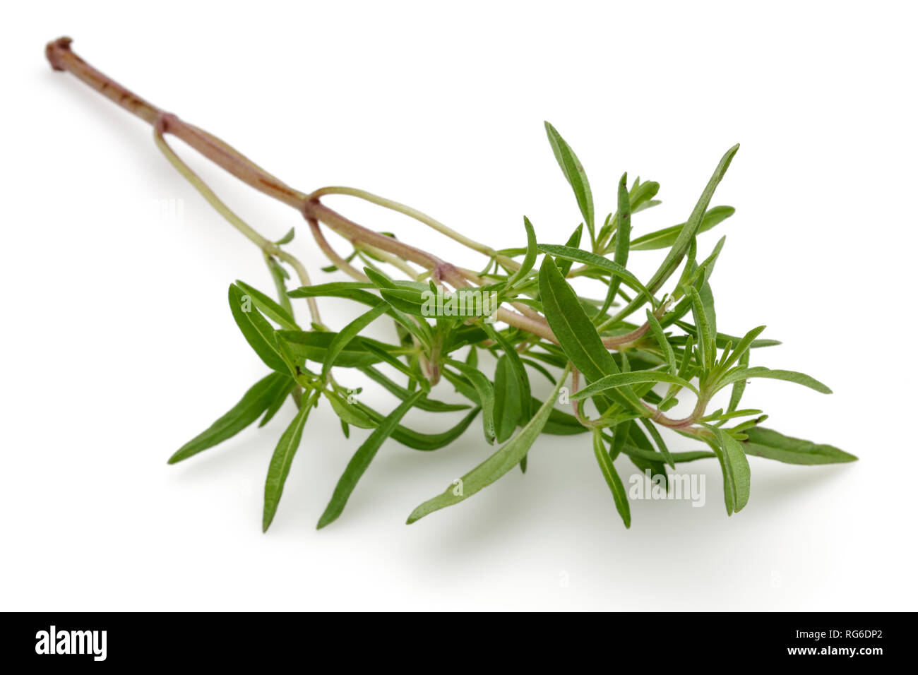 Fresh green thyme isolated on white background Stock Photo