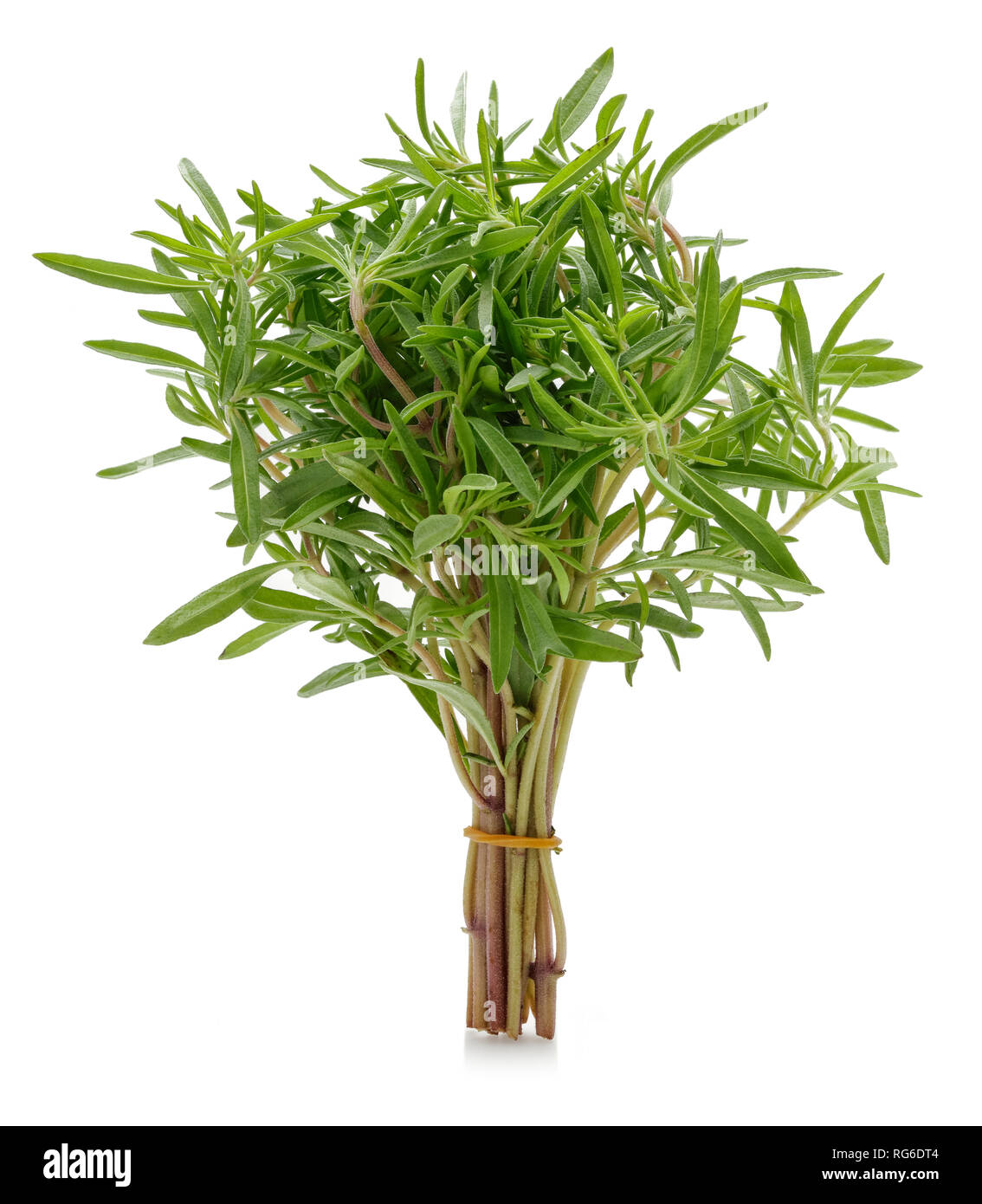 Fresh green thyme isolated on white background Stock Photo