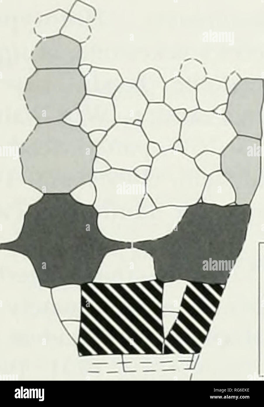 . Bulletins of American paleontology. Oldest Crinoids: Guensburg and ...