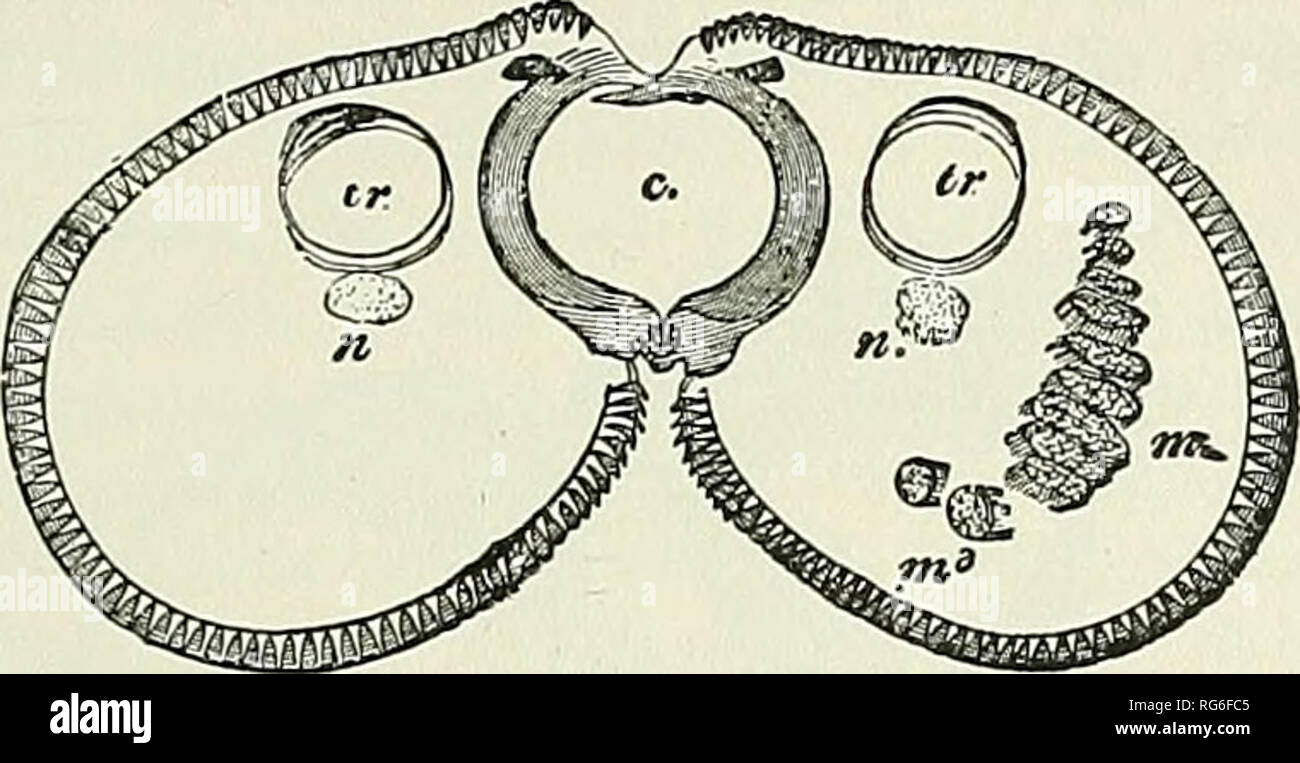. The butterfly book; a popular guide to a knowledge of the butterflies