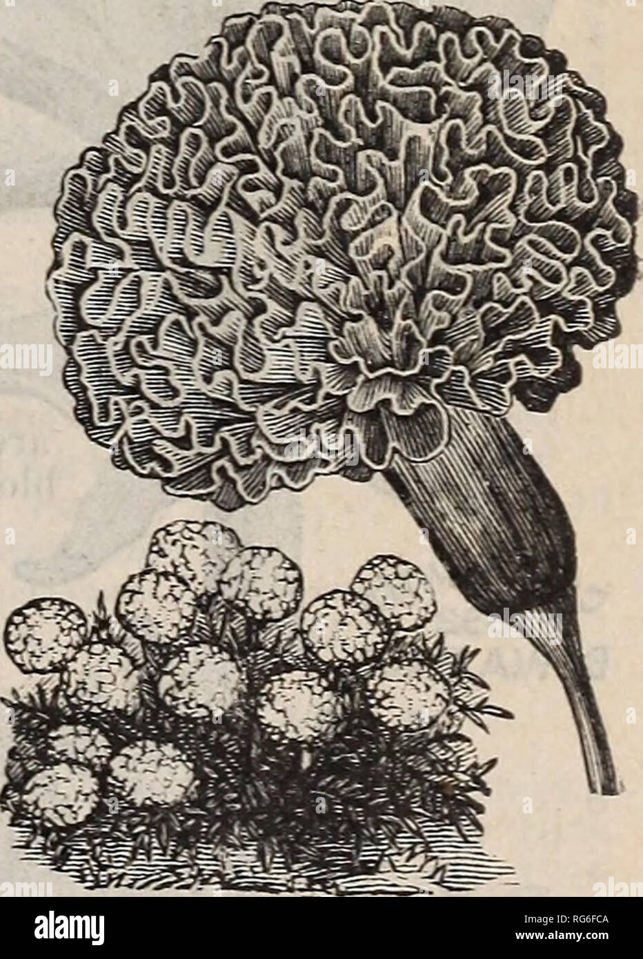 . Burpee's farm annual : the best seeds that grow including rare novelties. Nurseries (Horticulture) Pennsylvania Philadelphia Catalogs; Vegetables Seeds Catalogs; Fruit Catalogs; Plants, Ornamental Catalogs; Flowers Seeds Catalogs. A FLOWER OF THE DWARF PULCHRA MARIGOLD. MARIGOLDS (French Dwarf). Those who are familiar only with the tall or straggling Marigold can scarcely realize the unusual beauty of these dwarf, compact strains. per pkt. Brown Marble. The little plants when only six inches high are full of flowers, while the bushes are always very dwarf and compact, growing only eight to t Stock Photo