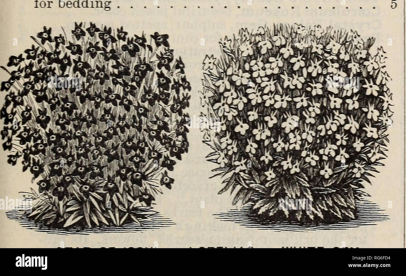 . Burpee's farm annual, 1892. Nursery stock Pennsylvania Philadelphia Catalogs; Flowers Catalogs; Vegetables Catalogs; Seeds Catalogs. BURPEE'S ANNUAL FLOWER SEEDS. 127 lONOPSIDIUM (Diamond Flower). A lovely little annual from Portugal, quickly covering the ground with tufts of beautiful moss-like foliage, from wliich the bright blossoms glisten like diamonds, per pkt. | Acaule, white and lilac mixed 10 | LALLEMANTIA canescens. Small blue; for bees. 5 LARKSPUR. Well-known annuals of great beauty, and noted for richness of their colors. Double Dwarf Rocket, finest mixed 5 Tall Rocket, double mi Stock Photo