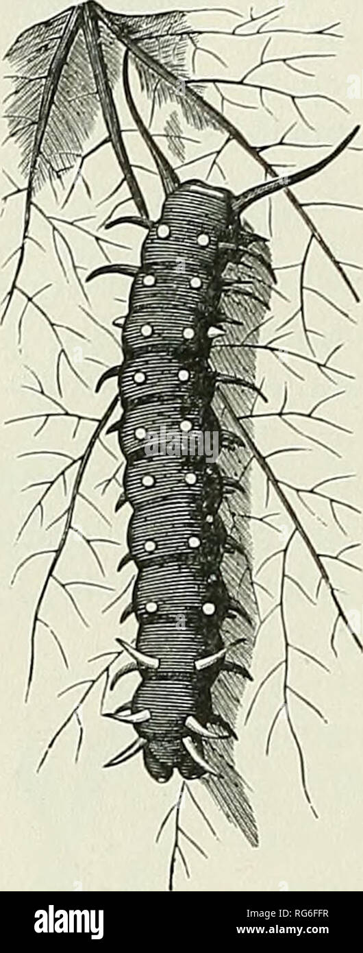 Slug anatomy hi-res stock photography and images - Alamy