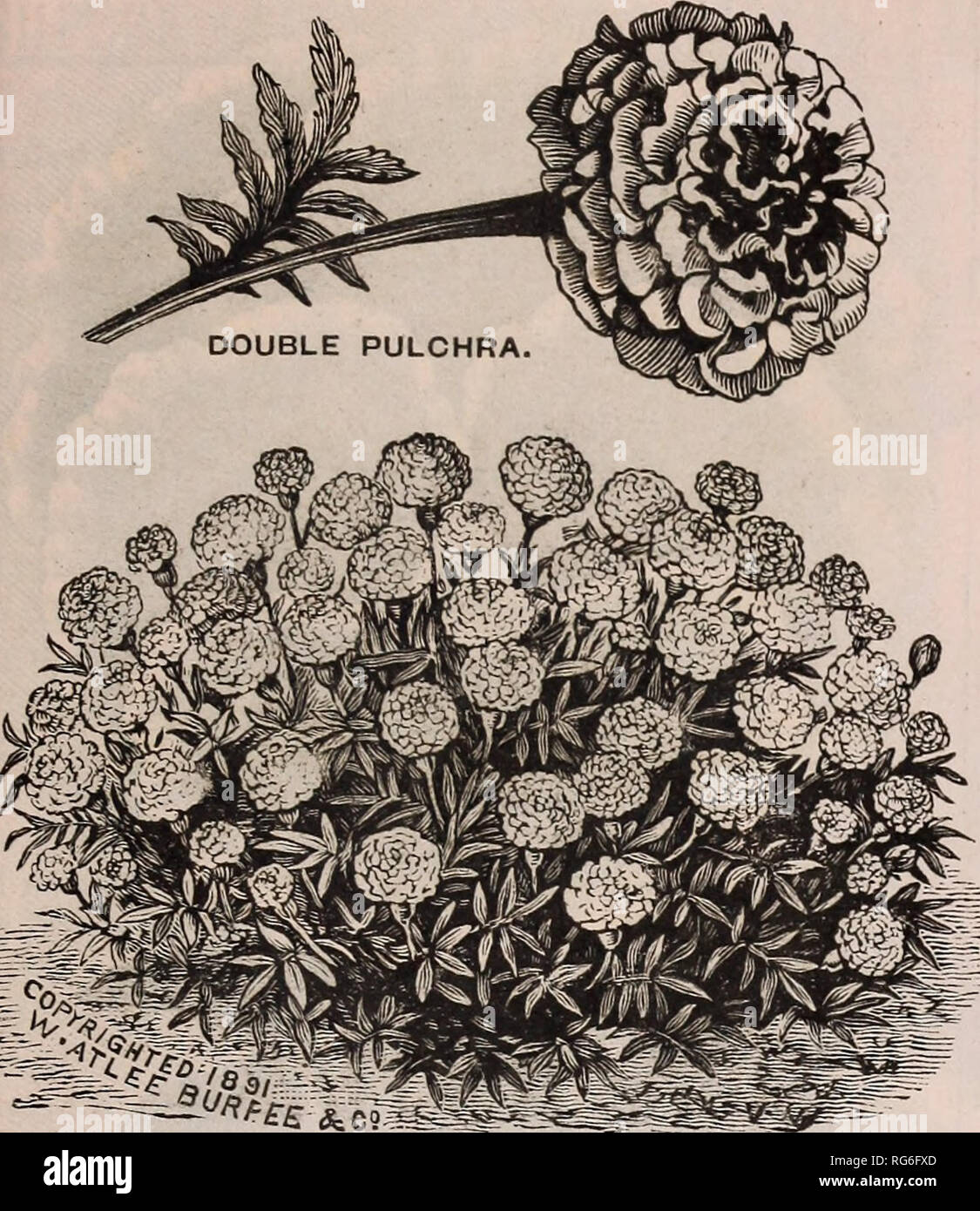 . Burpee's farm annual, 1892. Nursery stock Pennsylvania Philadelphia Catalogs; Flowers Catalogs; Vegetables Catalogs; Seeds Catalogs. BURPEE'S SPECIAL FLOWER SEEDS. Ill. A PLANT OF ORANGE BALL MARIGOLD. NEW MARIGOLD—BROWN MARBLE.-Some years ago we introduced the Dwarf Pulchra Mari- gold, which has become extremely popular on ac- count of its neat, compact habit of growth and beau- tiful flowers. This variety which we now offer is equally as handsome but altogether distinct. The little plants when only six inches high are full of flowers, while the bushes are always very dwarf and compact, gro Stock Photo