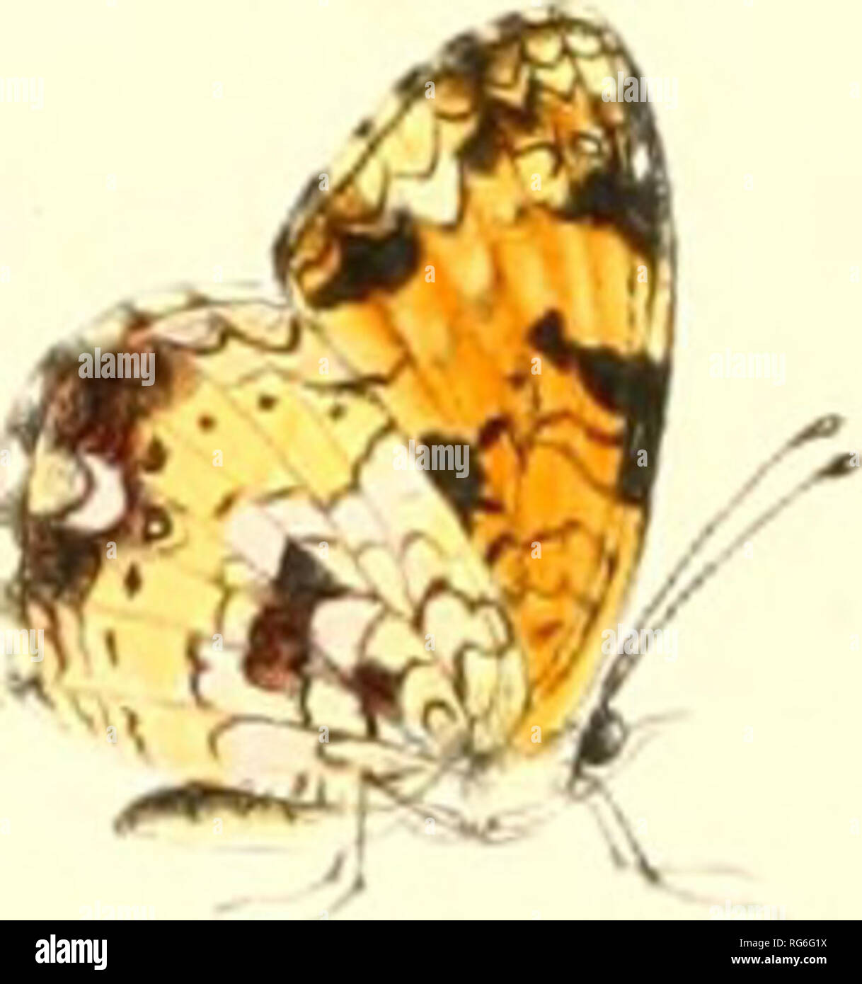. The butterflies of North America. Butterflies -- North America; Butterflies. mi^. 6d' 7 ? &lt;?&lt;?. ad ^.. /tf cJ, //* /&lt;'(? ..// #1. Please note that these images are extracted from scanned page images that may have been digitally enhanced for readability - coloration and appearance of these illustrations may not perfectly resemble the original work.. Edwards, William H. (William Henry), 1822-1909; Elizabeth Thomson Science Fund. Boston : Houghton, Mifflin Stock Photo
