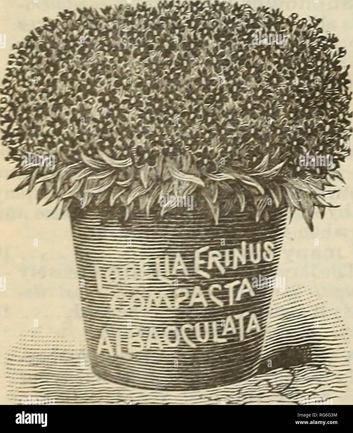 . Burpee's farm annual 1893. Nurseries (Horticulture) Pennsylvania Philadelphia Catalogs; Vegetables Seeds Catalogs; Plants, Ornamental Catalogs; Flowers Seeds Catalogs. THE DIAMOND FLOWER. IONOPSIDIUM (Diamond Floicer). A lovely little animal from Portugal, quickly covering the ground with tufts t* beautiful, moss-like foliage, from which the bright blossoms glisten like diamonds. per pkt. Acaule. White and lilac mixed, 10 LALLEMANTIA Canescens. Small blue; for bees, 5 LARKSPUR. Well-known annuals of great beauty, and noted for richness of their colors. Double Dwarf Rocket. Finest mixed, 5 Ta Stock Photo