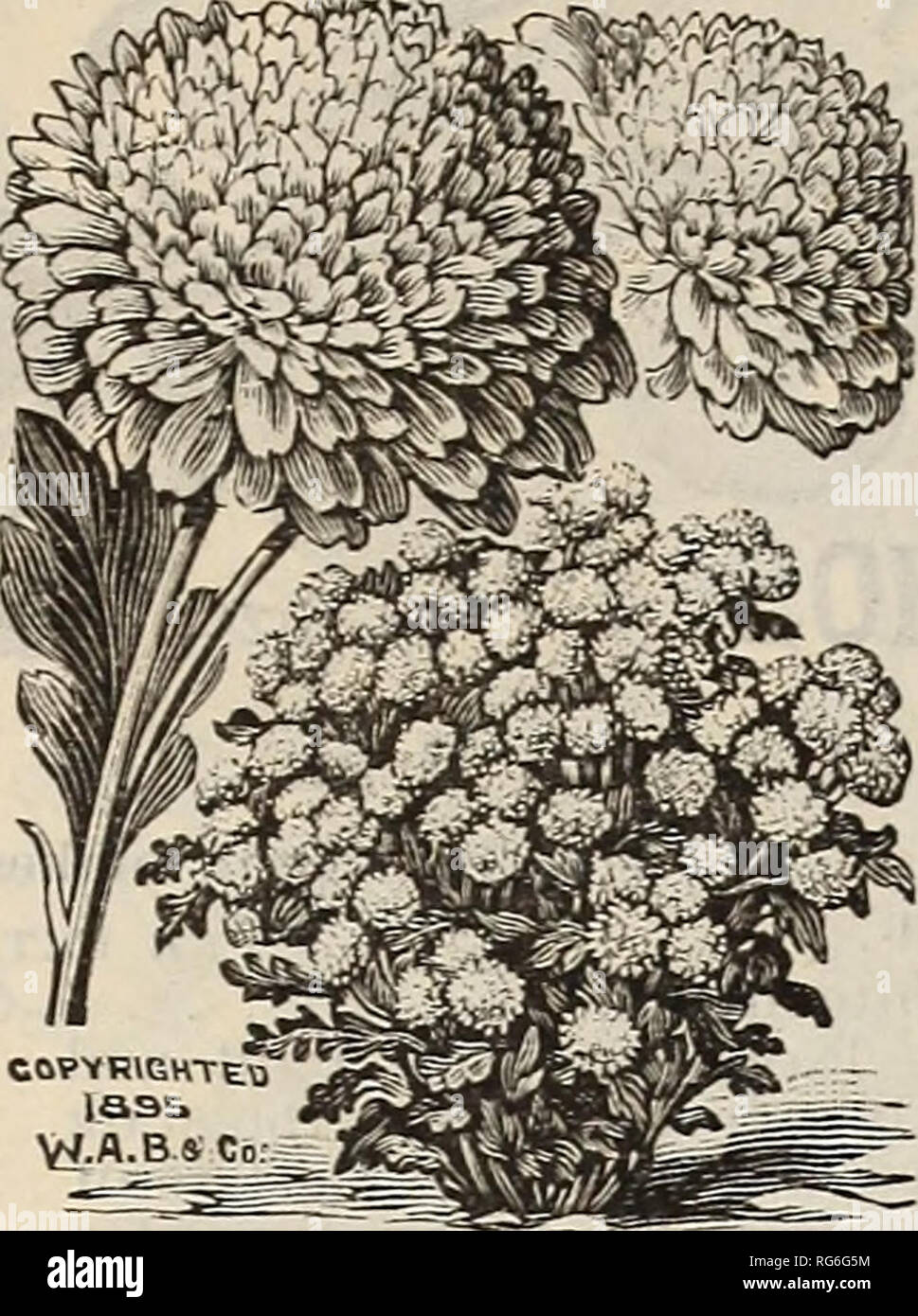 . Burpee's farm annual. Nursery stock Pennsylvania Philadelphia Catalogs; Flowers Catalogs; Vegetables Catalogs; Seeds Catalogs; W. Atlee Burpee Company; Nursery stock; Flowers; Vegetables; Seeds. 152 W. ATLEE BURPEE &amp; CO., PHILADELPHIA. FEVERFEW. Matricaria eximia, fl. pi.. The highly esteemed Bachelor' s-Buttons of the old-time garden. Plants are pyramidal in growth, eight inches high, with dark-green leaves, which are laci- niated like a finely cut fern. The plant is sur- mounted by numerous tall, freely branching flower-stems, which at- tain a height of eighteen inches, and are literal Stock Photo