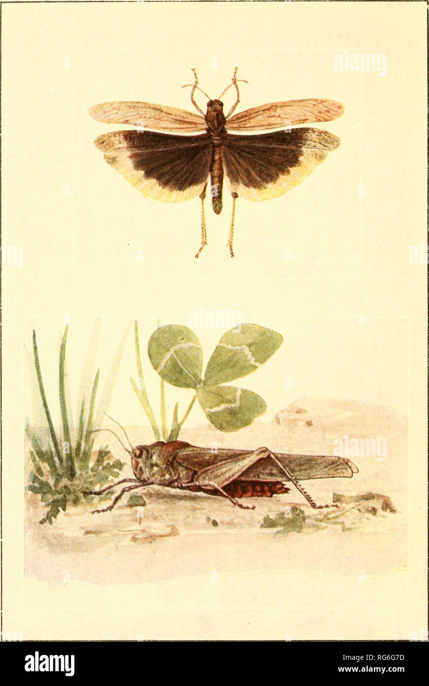 . ...Butterflies worth knowing, by Clarence M. Weed... Butterflies. See page SO THE CAROLINA LOCUST Above, with wings expaiulod as in flight. Please note that these images are extracted from scanned page images that may have been digitally enhanced for readability - coloration and appearance of these illustrations may not perfectly resemble the original work.. Weed, Clarence Moores, 1864-1947. Garden City, New York, Doubleday, Page &amp; company Stock Photo