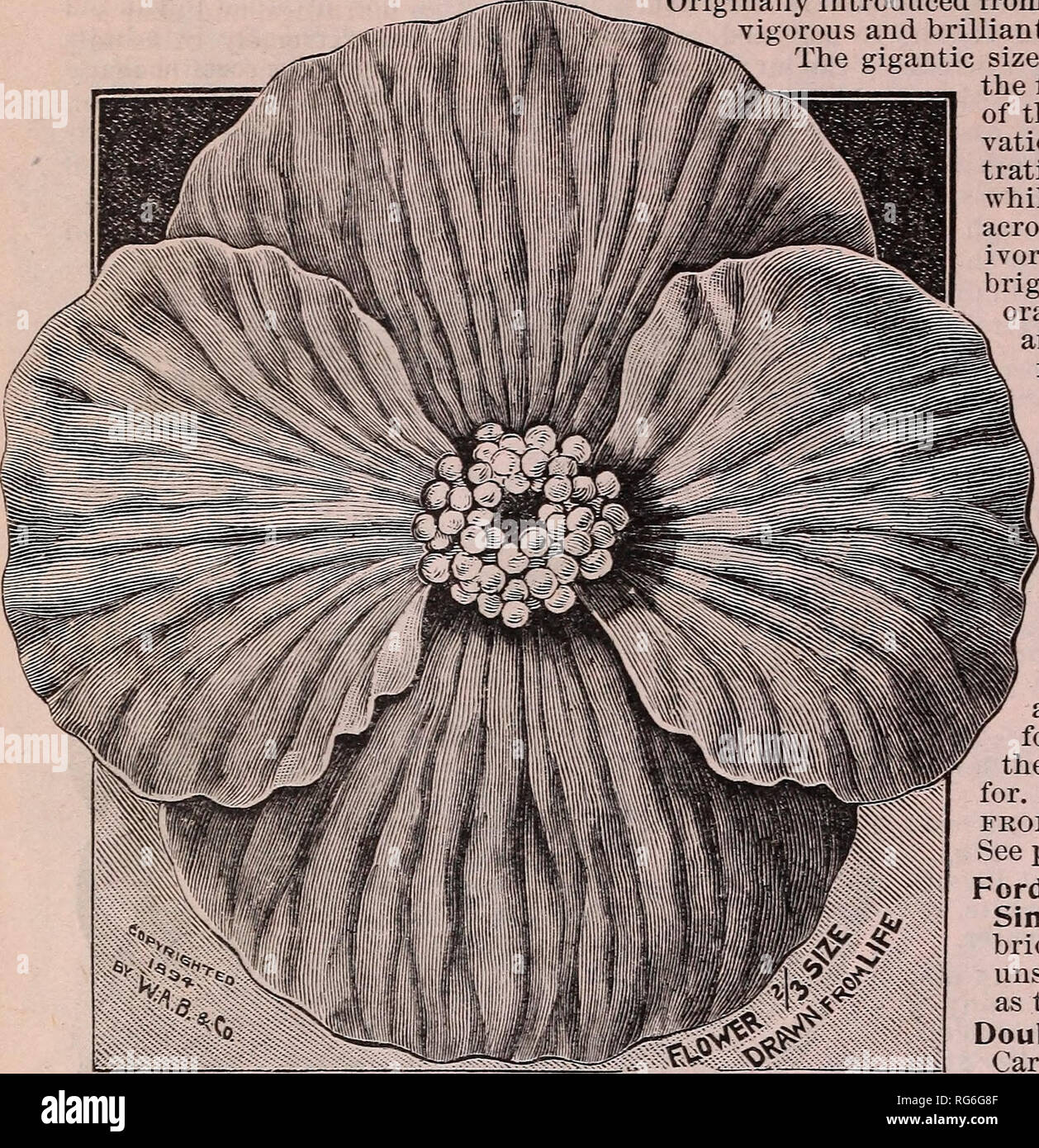 . Burpee's farm annual : the best seeds that grow including rare novelties. Nurseries (Horticulture) Pennsylvania Philadelphia Catalogs; Vegetables Seeds Catalogs; Fruit Catalogs; Plants, Ornamental Catalogs; Flowers Seeds Catalogs. W. ATLEE BURPEE &amp; CO., PHILADELPHIA. F0RDH00K GIGANTIC TUBEROUS-ROOTED BEGONIAS. Selected, Hybridized, and Grown at Fordhook Farm. Originally'introduced from the Andes Mountains of South America, these vigorous and brilliant tuberous-rooted plants are now first favorites. The gigantic size, lasting substance, and vividly rich colors of the flowers as grown at F Stock Photo
