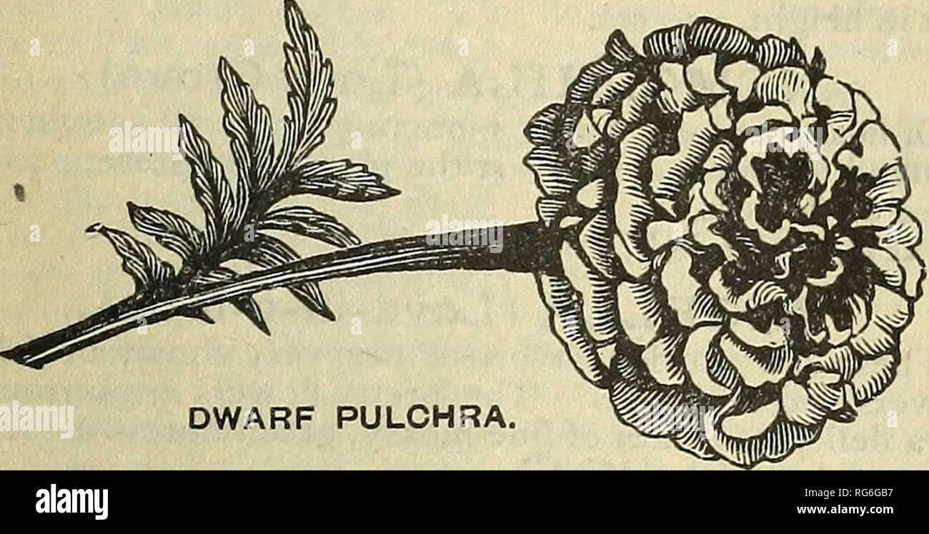. Burpee's novelties for 1890. Nursery stock Pennsylvania Philadelphia Catalogs; Flowers Pennsylvania Catalogs; Vegetables Pennsylvania Catalogs; Seeds Pennsylvania Catalogs. DWARF PULCHRA French Dwarf Double Pulchra. A charming variety, bearing a great profusion of small double flowers, ground color of a rich golden yellow, but each petal has a distinct blotch of reddish-brown, giving a most pleasant effect to the flower. The plants are oiperfect circular form, and only twelve inches in height, while the foliage is unusually dark green in color, from which the bright flowers stand out in bold Stock Photo