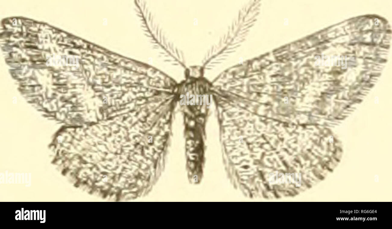 Brown bands of colour on wings hi-res stock photography and images - Alamy