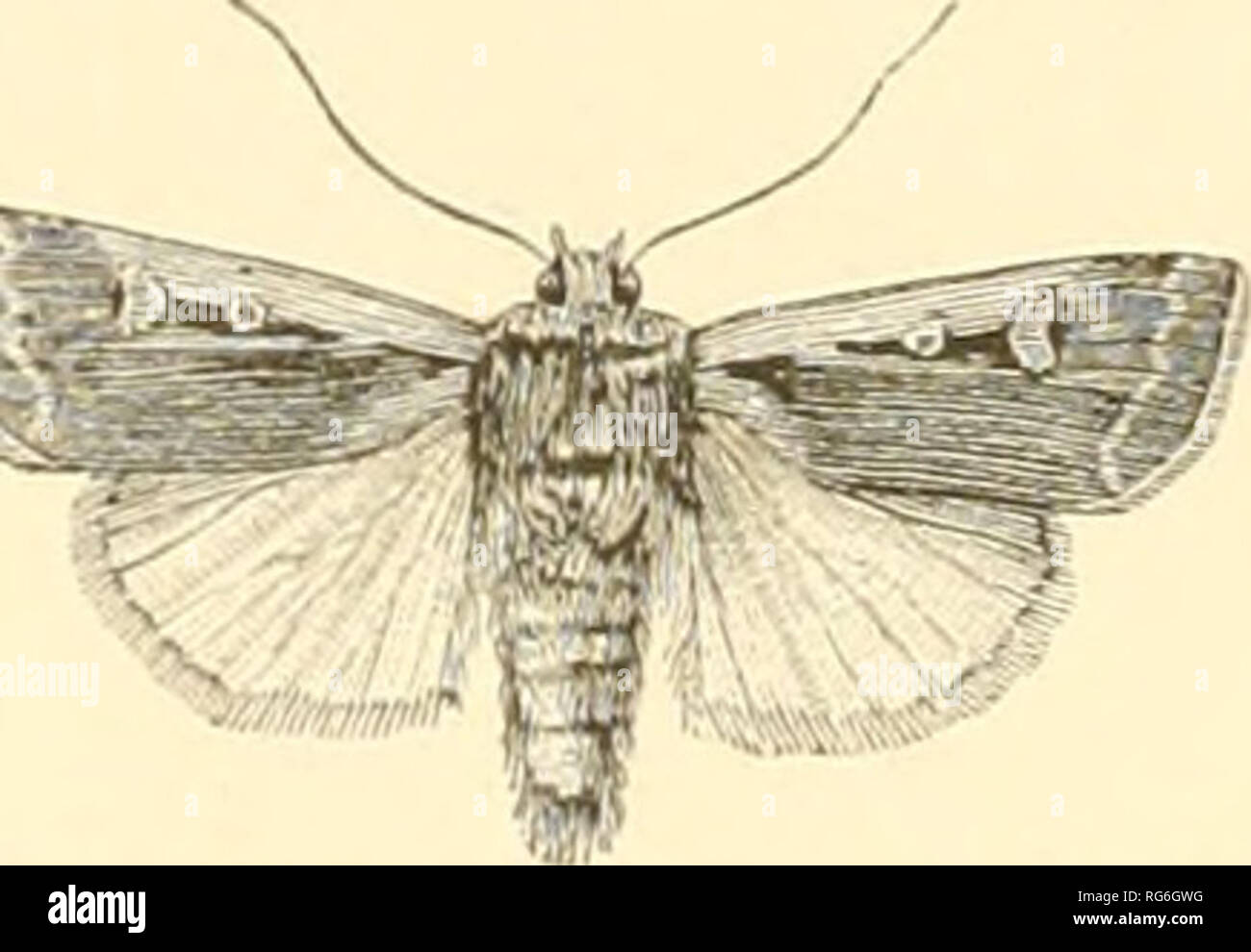 Images Of Common British Moths