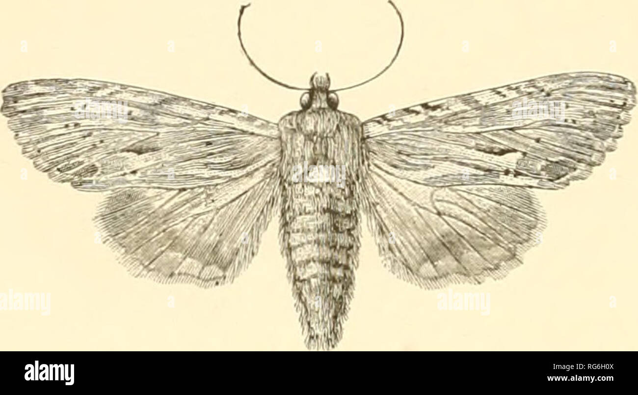 Images Of Common British Moths