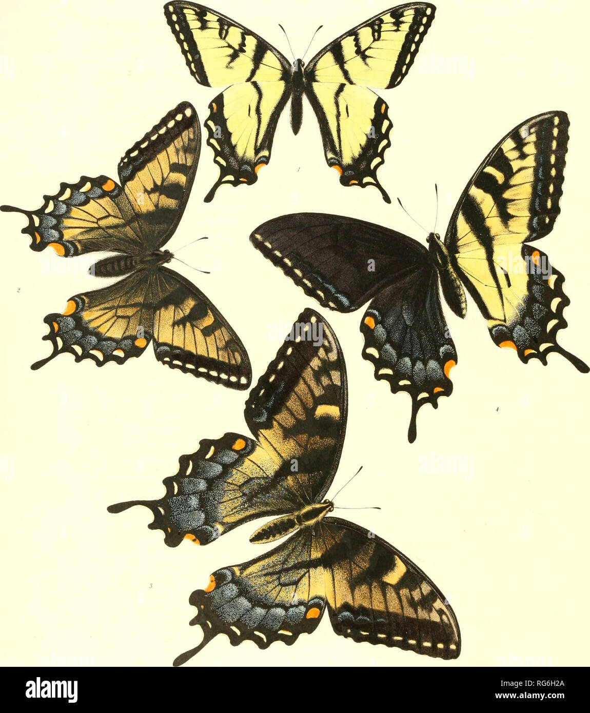 . The butterflies of North America. Butterflies -- North America; Butterflies. FAFEM'. Drawn Vy Mary Pearl TURN US, 16 arctic form,, 2 ? var 3 9 var 4 9 bi-formed L Bowen, Col. Please note that these images are extracted from scanned page images that may have been digitally enhanced for readability - coloration and appearance of these illustrations may not perfectly resemble the original work.. Edwards, William H. (William Henry), 1822-1909; Elizabeth Thomson Science Fund. Boston : Houghton, Mifflin Stock Photo