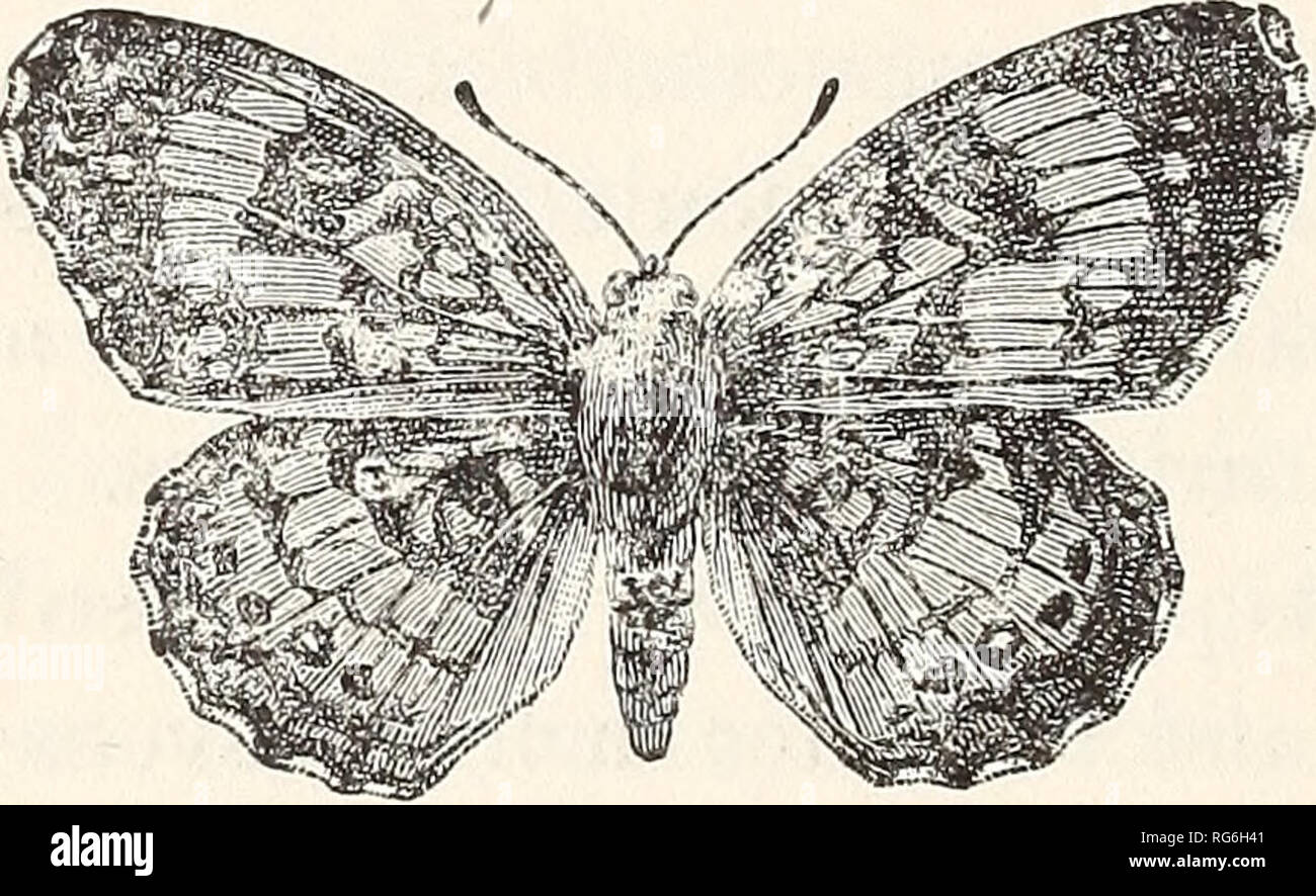 . The butterflies of the eastern United States. For the use of classes in zoology and private students. Butterflies; Butterflies. THE BUTTERFLIES OF THE bl&amp;ck, each thickly set with long, divergent black hairs. The chrysalis (Fig. 49) is cylindrical, but with a small depression on the back of the thorax, abdomen with several rows of sub- conic tubercles. Color pure white, marked and spotted with black, or brown-black and orange. The food-plants are Aster and Diplopappm umbellatus, and the imago is to be seen in June. New England, New York, Michigan, Wisconsin, Il- linois. 49. Phyciodes Nyc Stock Photo