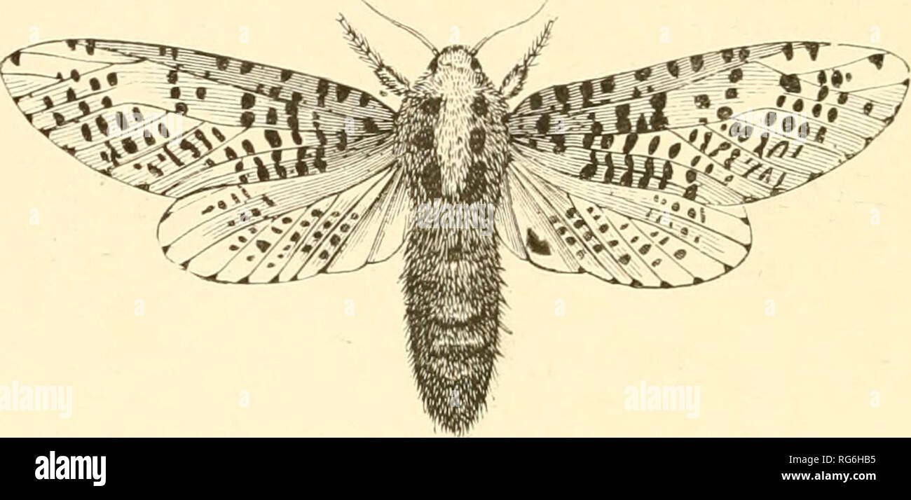 Why Are Moths Attracted To Bright Lights