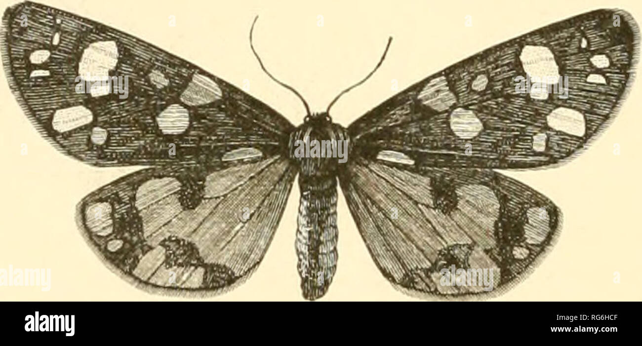 . Butterflies and moths (British). Butterflies; Insects Great