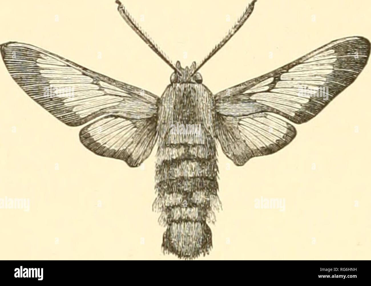 What Do Moths And Butterflies Have In Common