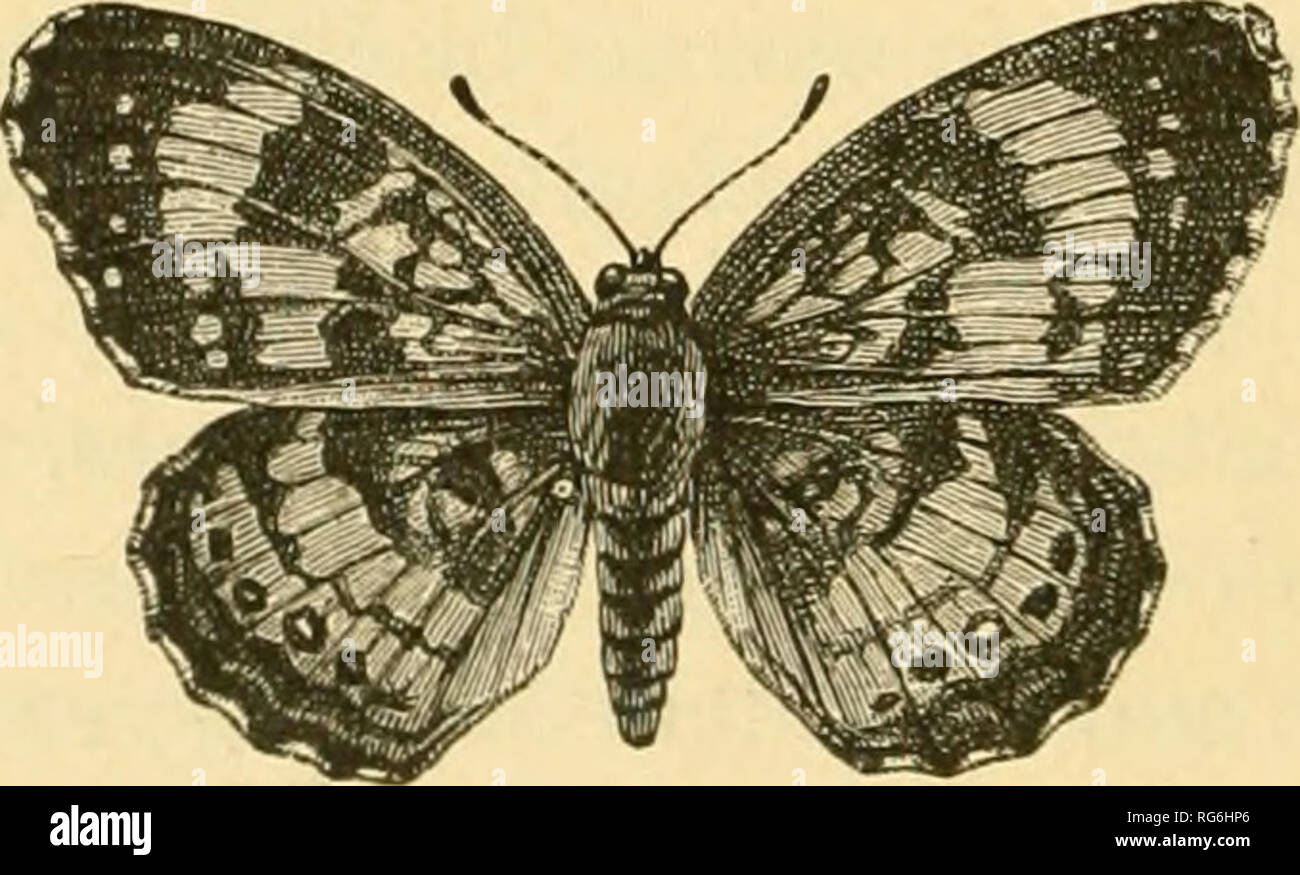. The butterflies of the eastern United States. For the use of classes in zoology and private students. Butterflies. 172 THE BUTTERFLIES OF THE Fia. 49. tapering, black, each thickly set with long, divergent black hairs. The chrysalis (Fig. 49) is cylindrical, but with a small depression on the back of the thorax, abdomen with several rows of sub- conic tubercles. Color pure white, marked and spotted with black, or brown-black and orange. The food-plants are Aster and Diplopappus umbellatus, and the imago is to be seen in June. New England, New York, Michigan, Wisconsin, Il- linois. 49. Phycio Stock Photo
