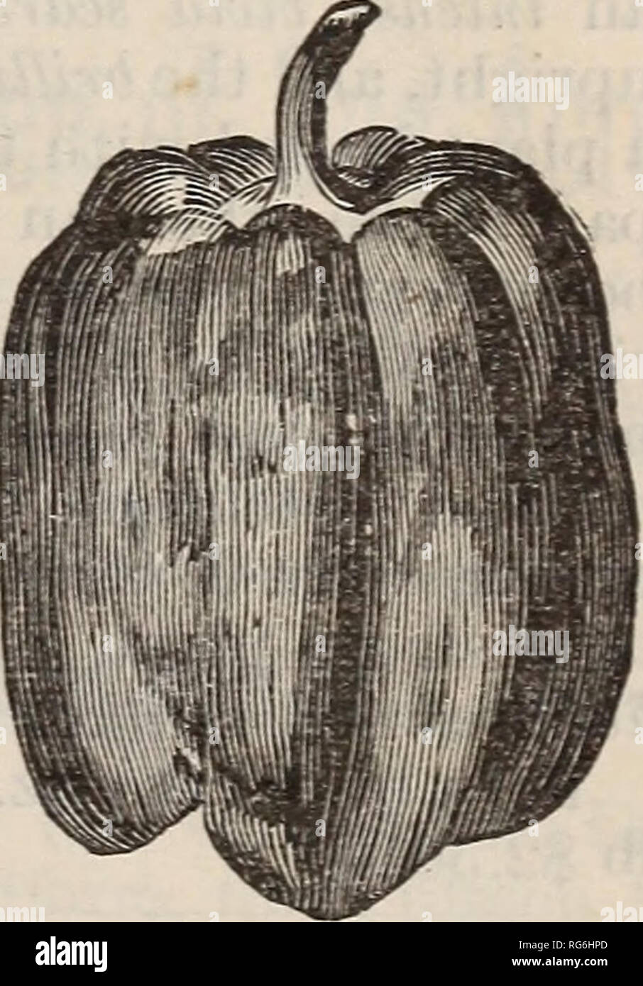 . Burpee's farm annual, 1892. Nursery stock Pennsylvania Philadelphia Catalogs; Flowers Catalogs; Vegetables Catalogs; Seeds Catalogs. GOLDEN DAWN. per sauce, ft) $2.50. Per pkt. 5 cts.; oz. 25 cts.; 34 ft) 75 cts.; per CORAL GEM BOUQUET. The illustration above fails to do justice to this beautiful little variety; it is impossible in an engraving to show how completely covered are the little plants with hundreds of the small bright-red Peppers. The single Pepper illustrated is of natural size and so thickly set on the dwarf plants as to give each plant the appearance of a &quot; Bouquet of Cor Stock Photo