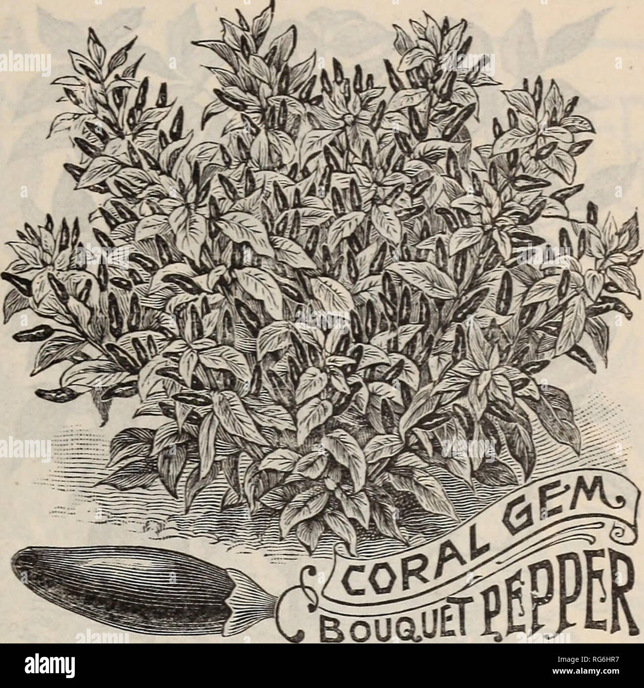 . Burpee's farm annual, 1892. Nursery stock Pennsylvania Philadelphia Catalogs; Flowers Catalogs; Vegetables Catalogs; Seeds Catalogs. GOLDEN DAWN. per sauce, ft) $2.50. Per pkt. 5 cts.; oz. 25 cts.; 34 ft) 75 cts.; per CORAL GEM BOUQUET. The illustration above fails to do justice to this beautiful little variety; it is impossible in an engraving to show how completely covered are the little plants with hundreds of the small bright-red Peppers. The single Pepper illustrated is of natural size and so thickly set on the dwarf plants as to give each plant the appearance of a &quot; Bouquet of Cor Stock Photo