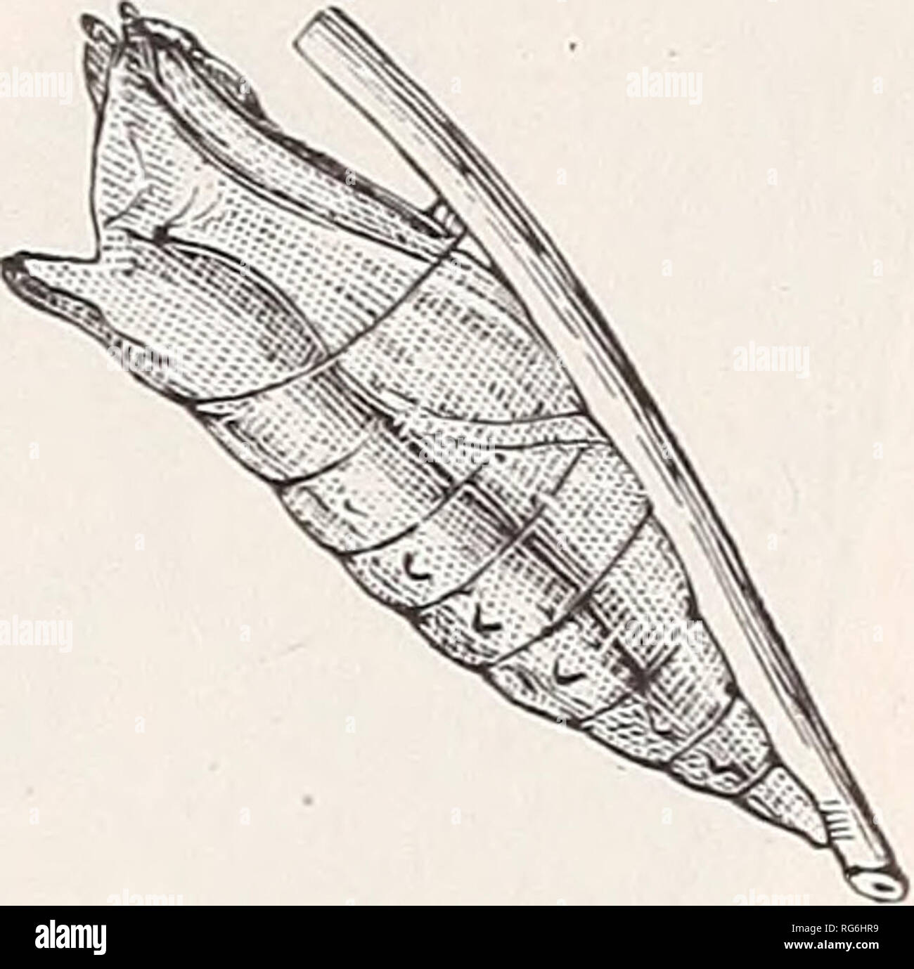 . The butterflies of the eastern United States. For the use of classes in zoology and private students. Butterflies; Butterflies. EASTERN UNITED STATES. Ql markings. Head above pinkish brown. In about seven days it changes to a chrysalis. This is 1.4 inches Jong; cylindrical, thickest at the fifth and sixth segments, and tapering rap- FlQ- 19. idly to the last; shaped as in Fig. 19. Color variable. Some examples light or wood-brown striped with dark brown; others very dark, either brown or blackish; some with a few broken stripes of green. â . Papilio Turnus, pupa. lire larvse feed on a great Stock Photo