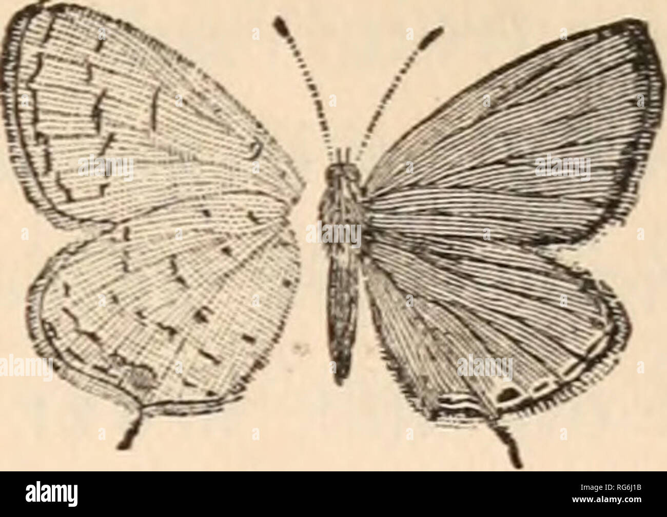 The butterflies of Maine .... Butterflies -- Maine. BUTTERFLIES OF MAINE.  91. Fig. 32. Lyc&lt;sna com'yntas ( nat. size; under surface on tlie left).  51. Lyc^na comyntas, Godt. Ly-ccE-na co-myn'-tas. Expanse