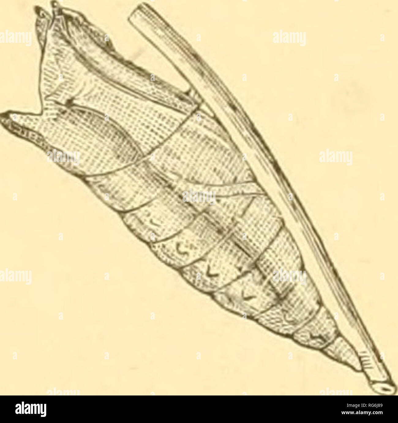 . The butterflies of the eastern United States. For the use of classes in zoology and private students. Butterflies. EASTERN UNITED STATES. Q markings. Head above pinkish brown. In about seven days it changes to a chrysalis. This is 1.4 inches long; cylindrical, thickest at the fifth and sixth segments, and tapering rap- Fig. 19. idly to the last; shaped as in Fig. 19. Color variable. Some examples light or wood-brown striped with dark brown; others very dark, either brown or blackish; some with a few broken stripes of green. mi -i ' /. -i «j Papilio Turnus, pupa. Ine larvse teed on a great Stock Photo