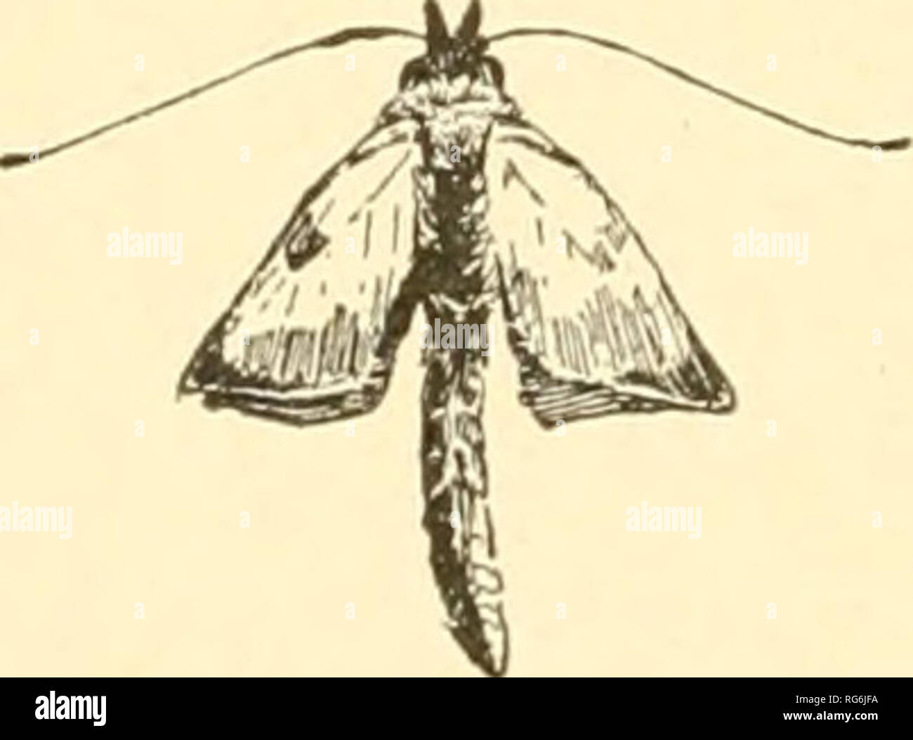 What Color Eyes Do Moths Have
