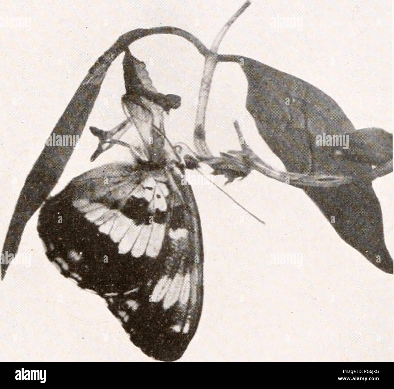 Butterflies And Moths At Home Sixty Photographs From
