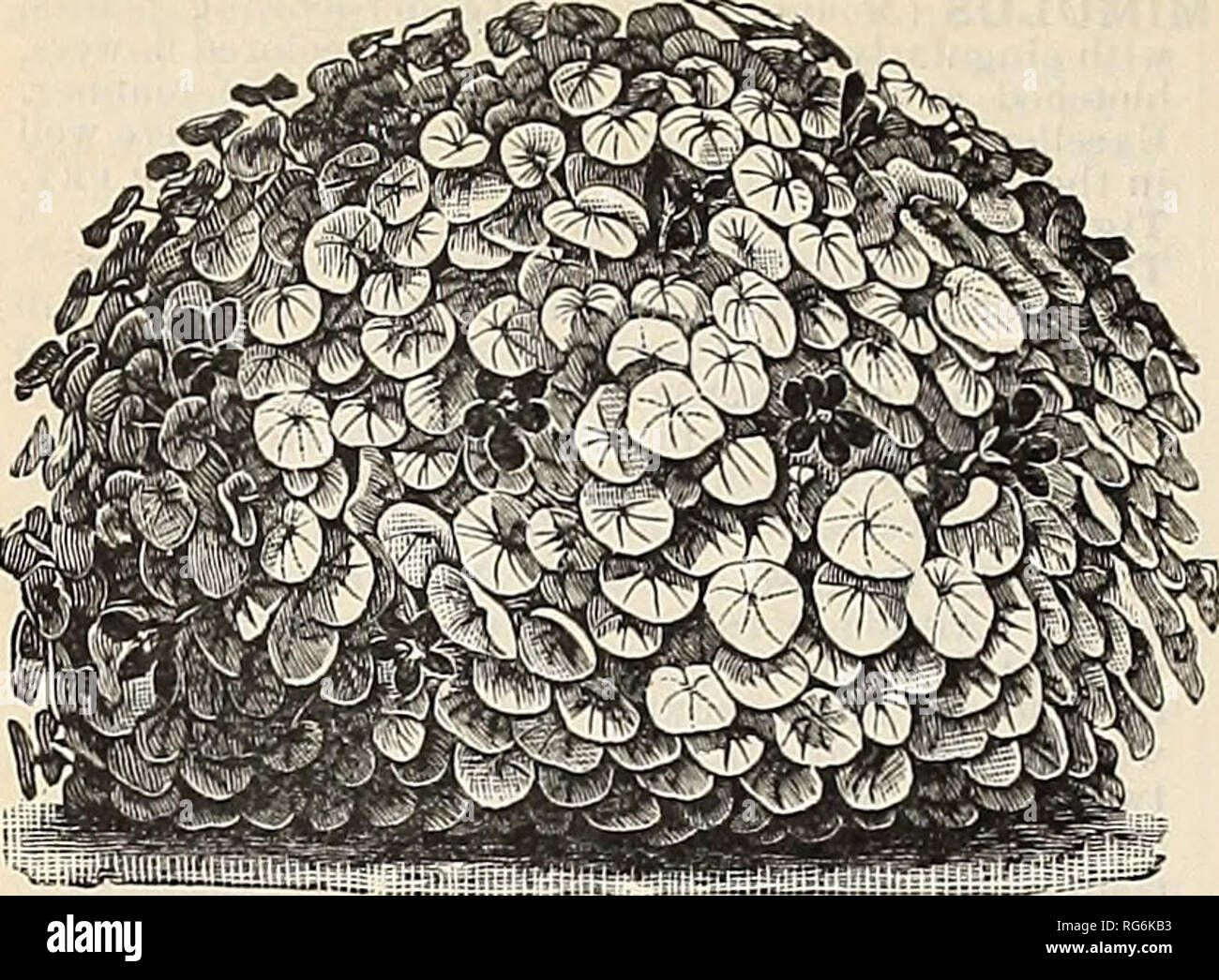 Tom Thumb Gold Stock Photos Tom Thumb Gold Stock Images Alamy