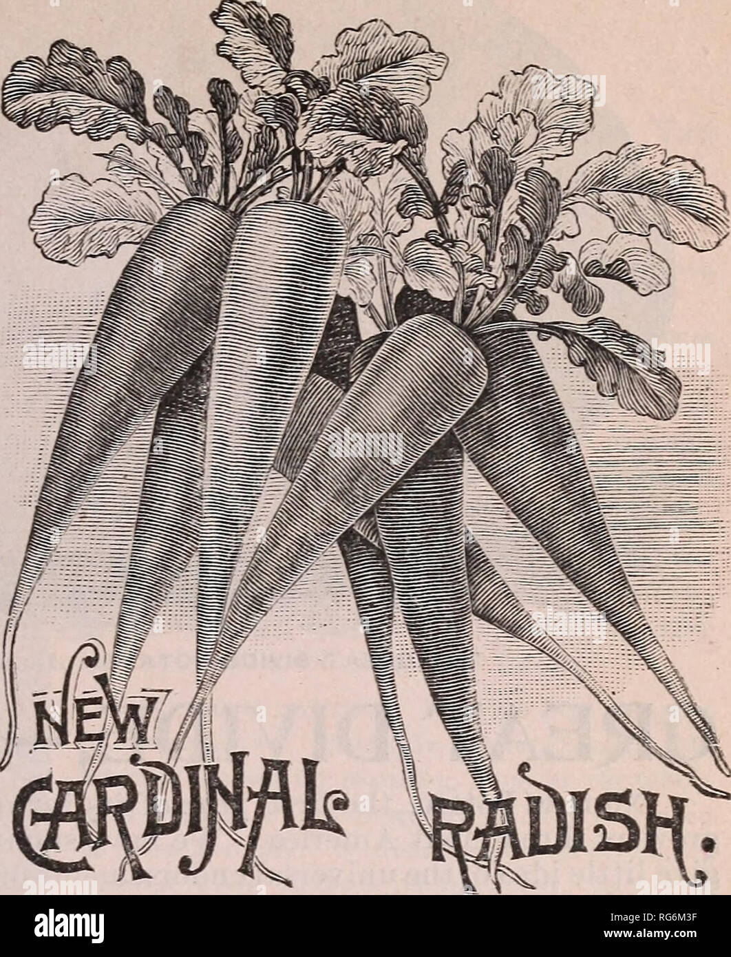 . Burpee's farm annual : the best seeds that grow including rare novelties. Nurseries (Horticulture) Pennsylvania Philadelphia Catalogs; Vegetables Seeds Catalogs; Fruit Catalogs; Plants, Ornamental Catalogs; Flowers Seeds Catalogs. NEW BRIGHT BREAKFAST RADISH. NEW BRIGHT BREAKFAST RADISH. An Improved Type of the French Breakfast. Gardeners generally know what an improvement the Early Round Dark Red Radish is over the old Early Scarlet Turnip, also the Early Oval Dark Red over the old Scarlet Olive-shaped Radish. This variety is a similar improvement over the well- known and justly favorite Fr Stock Photo