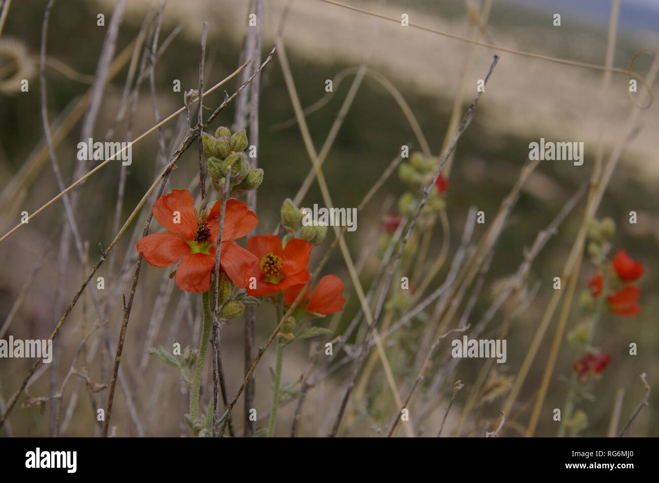 Globe Mallow (Sphaeralcea digitata Stock Photo Alamy
