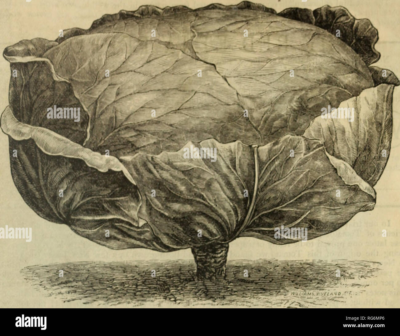 . Burpee's novelties for 1890. Nursery stock Pennsylvania Philadelphia Catalogs; Flowers Pennsylvania Catalogs; Vegetables Pennsylvania Catalogs; Seeds Pennsylvania Catalogs. BURPEE'S SPECIALTIES FOR 1890. 27. BURPEE'S Short-Stem Drumhead Cabbage. The Nk.w Short-Stk.m Drumhkad combines, to a wonderful degree, all de&lt;^iraMe requisites. It has a very short stem and grows very compactly—the leaves all turning in to form the head, with very few loose leaves—thus allowing the plants to be set close together. The heads are very large, EXTRA HARD, SOLID, round, flattened on the top; they grow most Stock Photo