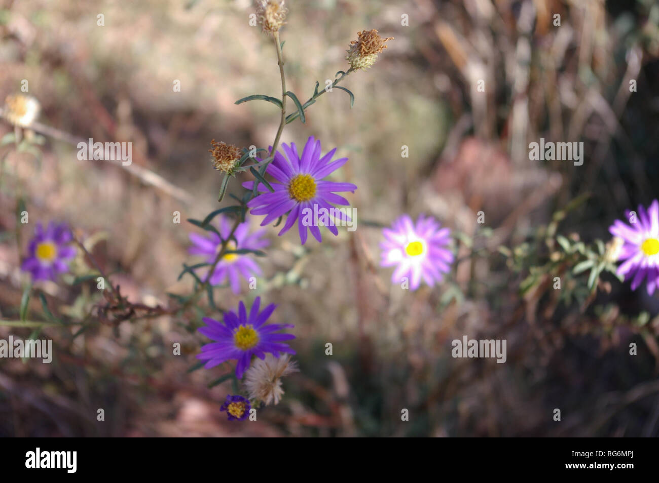 Hoary Tansyaster (Dieteria canascens) in situ Stock Photo